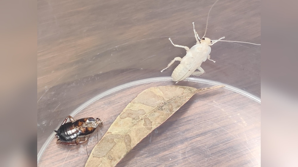 Do Cockroaches Shed Their Skin