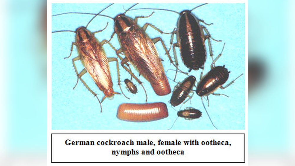 Do Cockroaches Shed