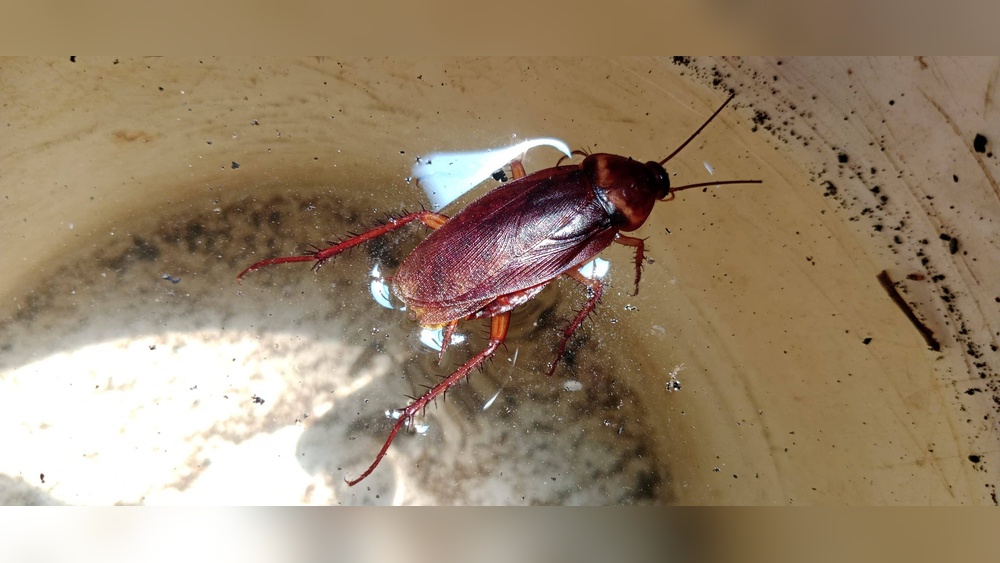 Do Cockroaches Swim