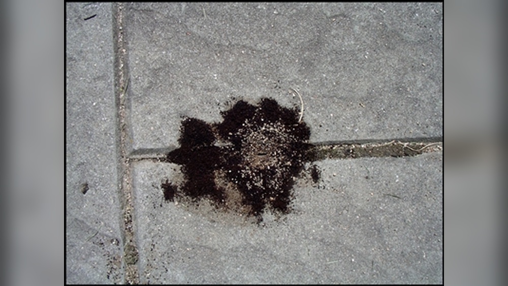 Do Coffee Grounds Repel Ants
