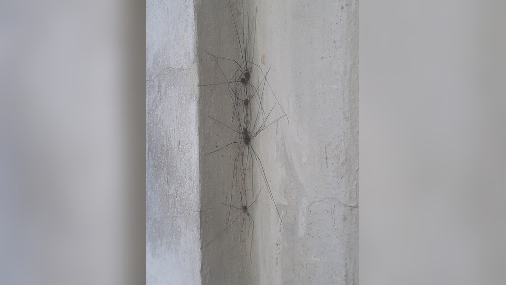 Do Daddy Long Legs Eat Cockroaches