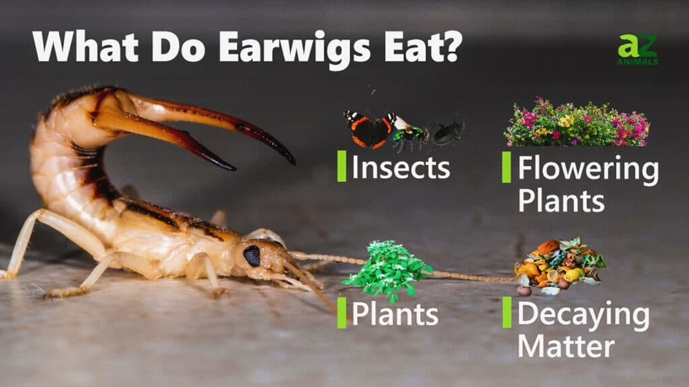 Do Earwigs Eat Ants