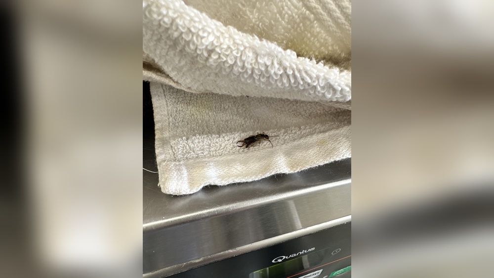 Do Earwigs Eat Clothes