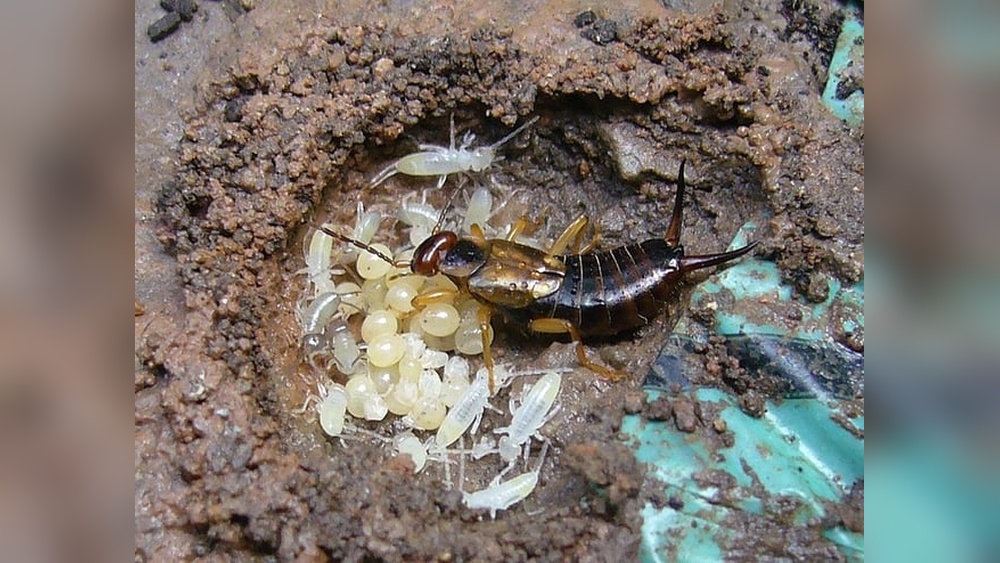 Do Earwigs Eat Cockroaches