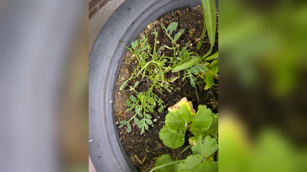 Do Earwigs Eat Marigolds