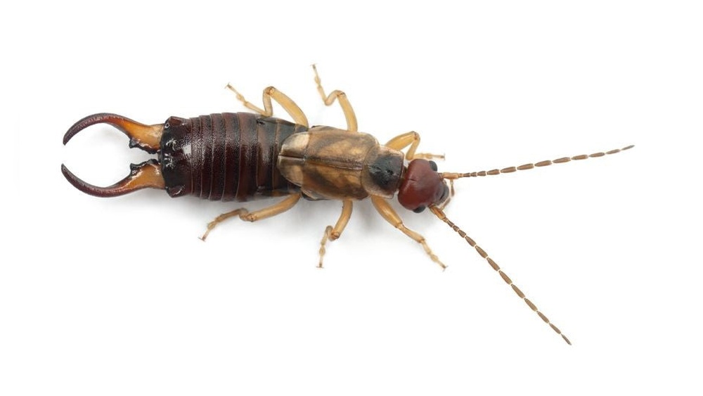 Do Earwigs Eat Roaches