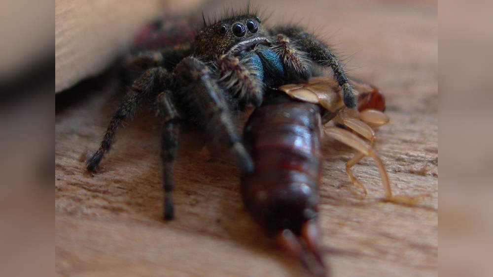 Do Earwigs Eat Spiders