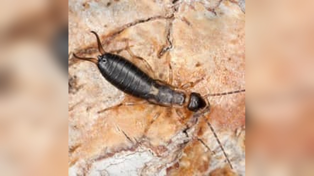 Do Earwigs Eat Wood