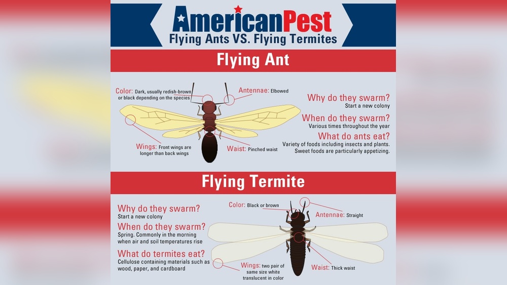 Do Flying Ants Eat Wood