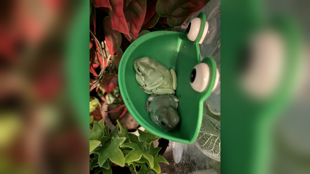 Do Frogs Eat Cockroaches