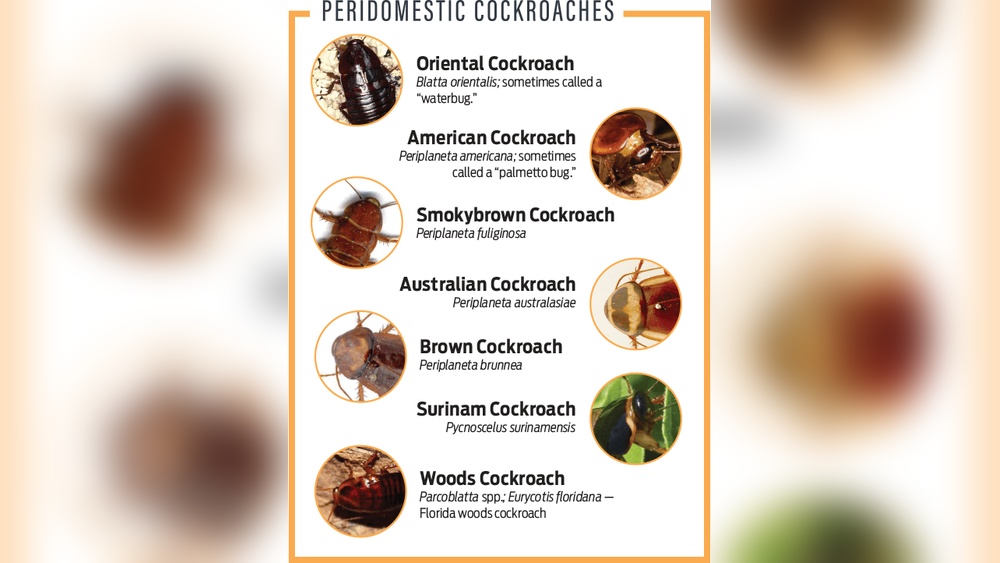 Do German Cockroaches Live Outside
