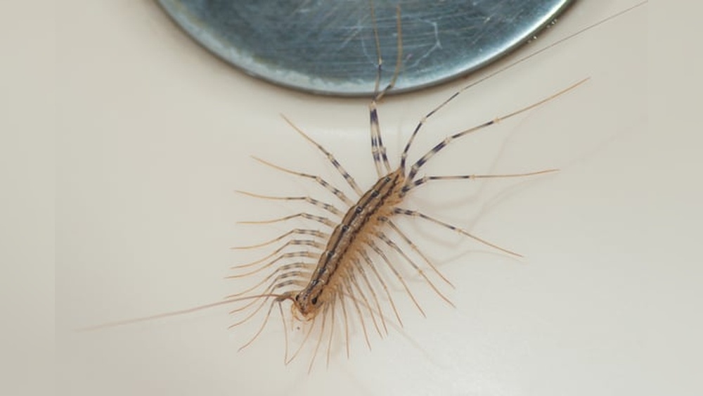 Do House Centipedes Eat Fleas