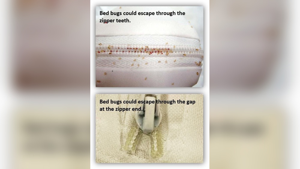 Do Mattress Protectors Prevent Bed Bugs