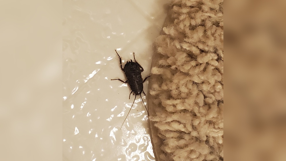 Do Oriental Cockroaches Infest