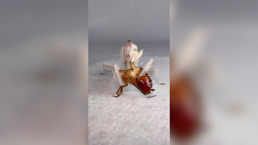 Do Praying Mantis Eat Cockroaches