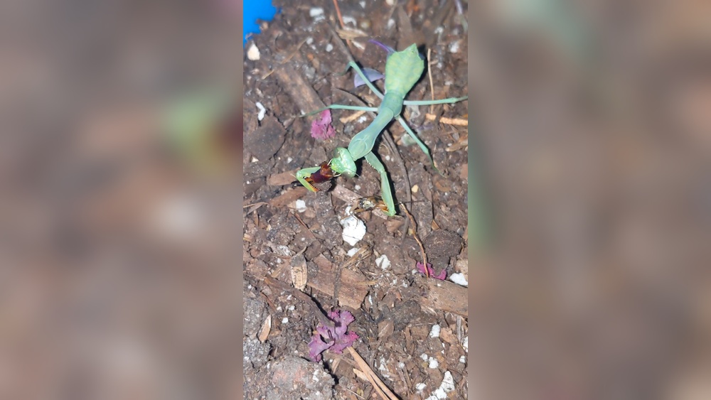 Do Praying Mantis Eat Earwigs