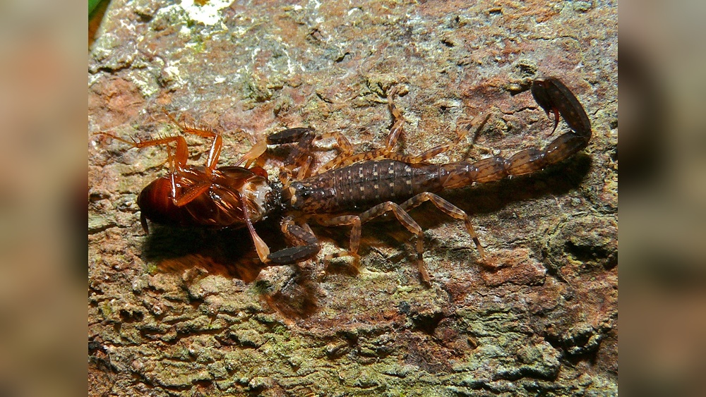 Do Scorpions Eat Cockroaches