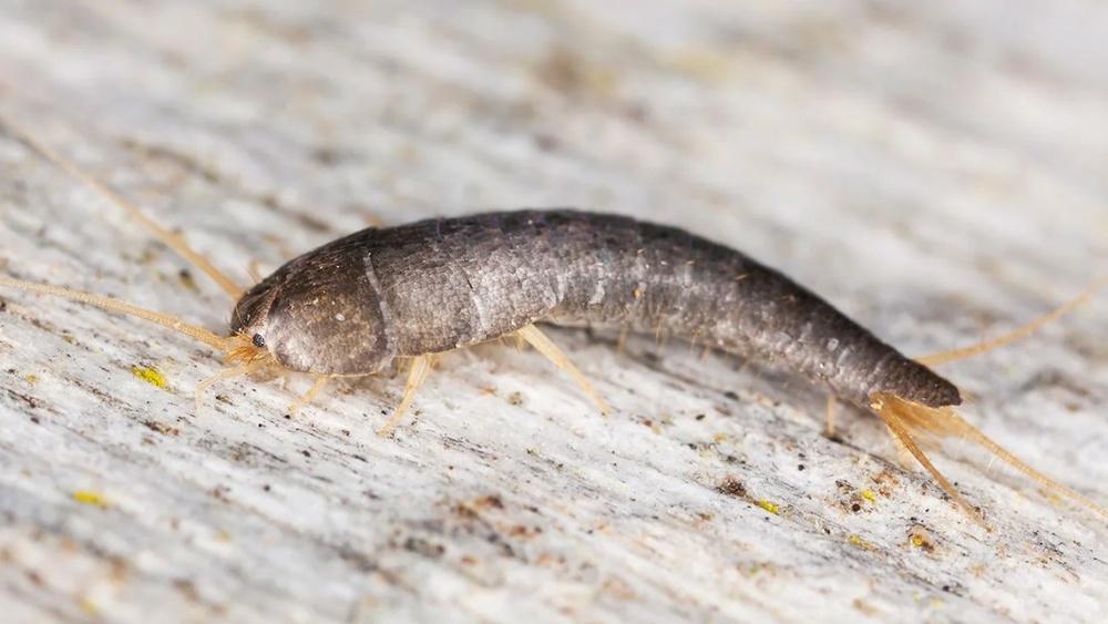 Do Silverfish Bite People