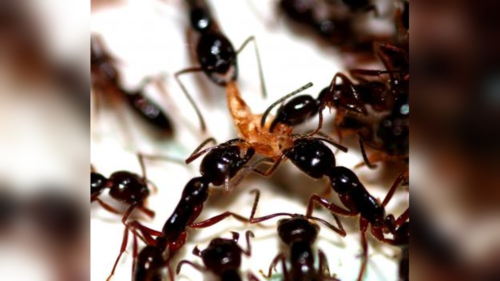 Do Silverfish Eat Ants