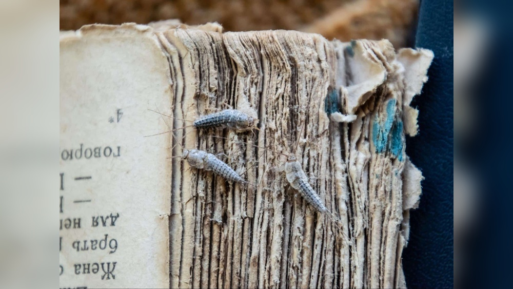Do Silverfish Eat Books