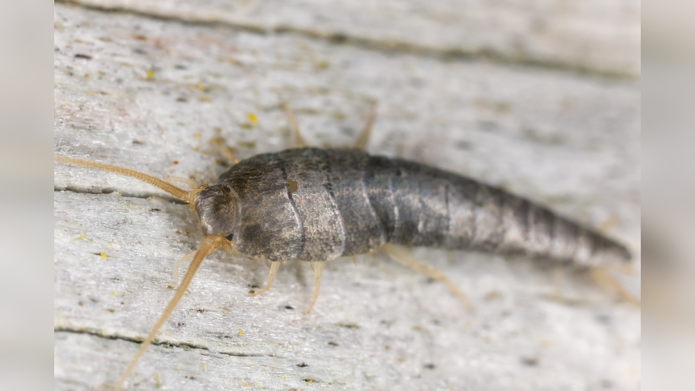 Do Silverfish Eat Roaches