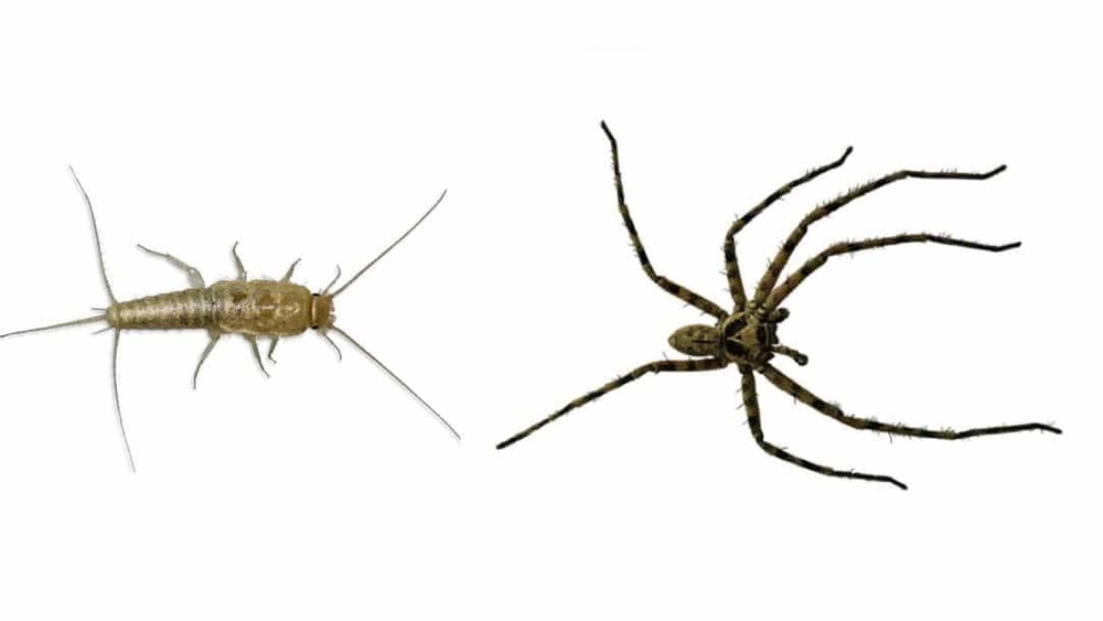 Do Silverfish Eat Spiders