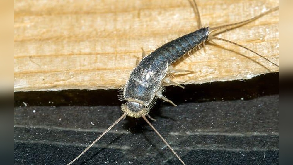 Do Silverfish Eat Wood