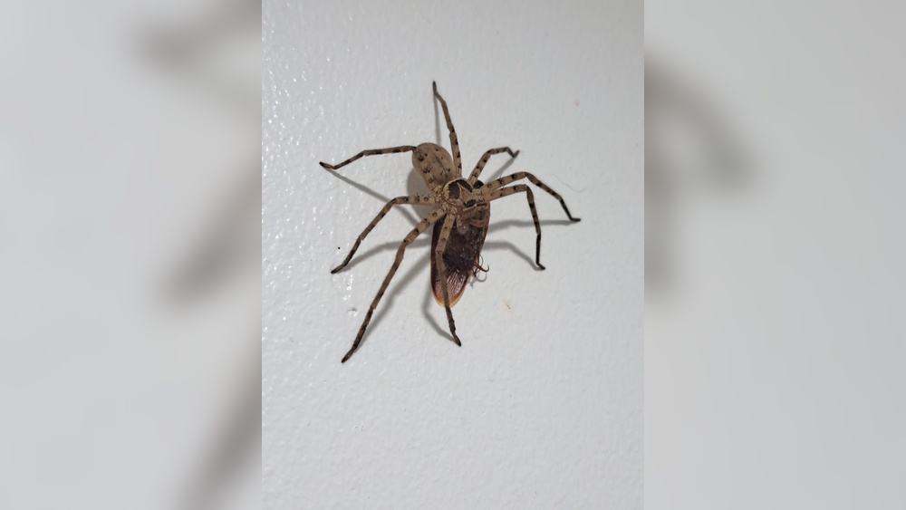Do Spiders Eat Cockroaches