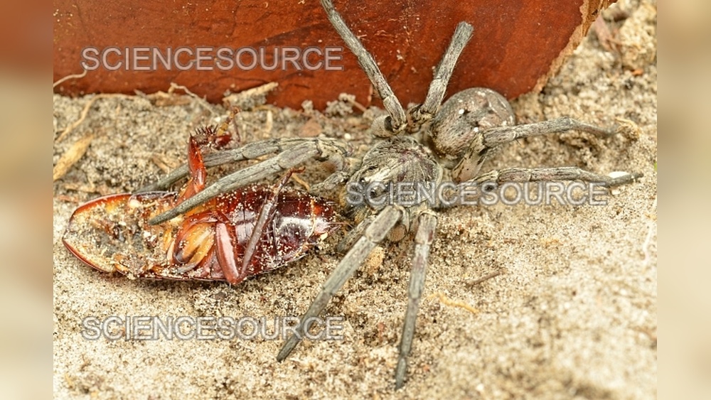 Do Wolf Spiders Eat Cockroaches