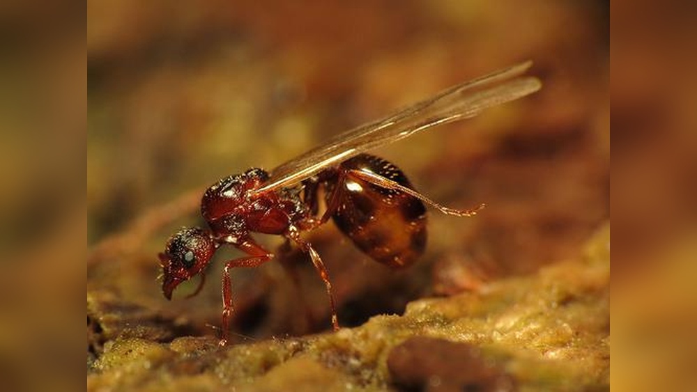 Does a Queen Ant Have Wings