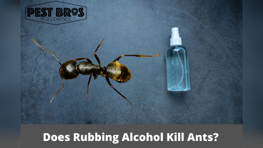 Does Alcohol Kill Ants
