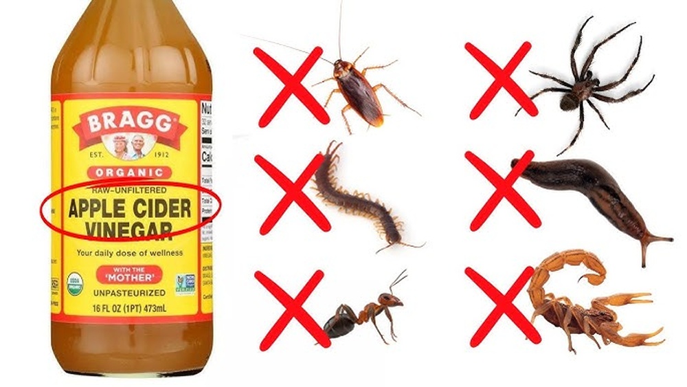 Does Apple Cider Vinegar Kill Bed Bugs