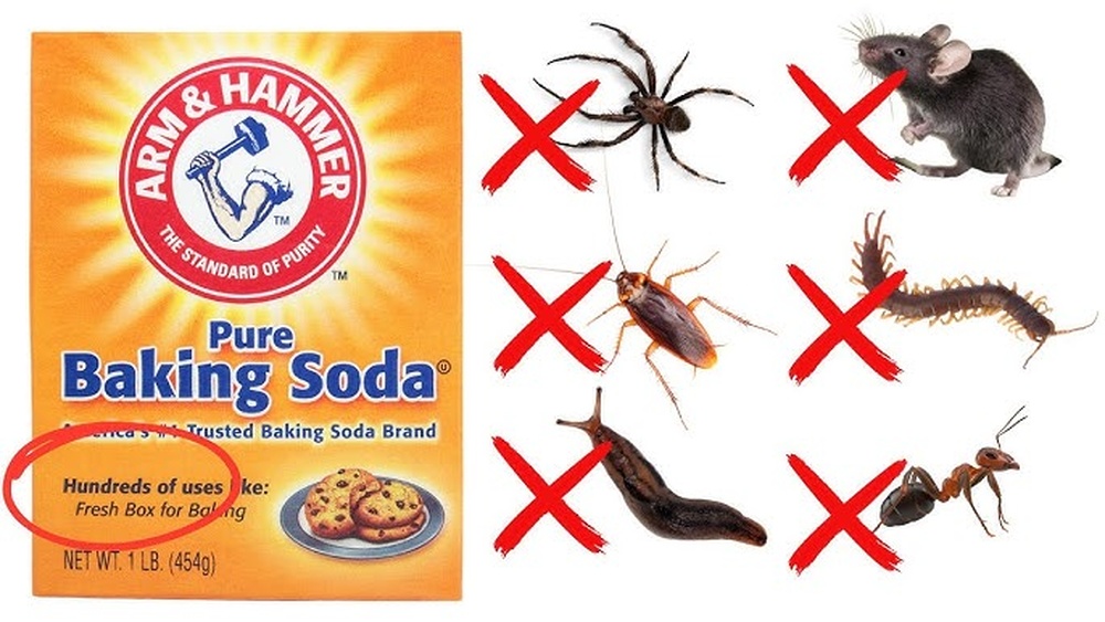 Does Baking Soda Kill Cockroaches