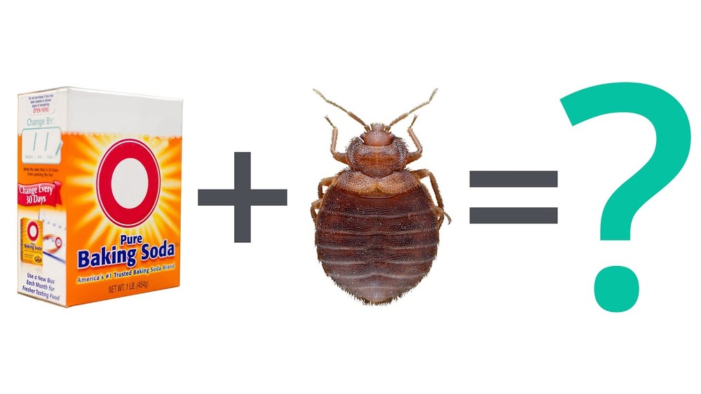 Does Baking Soda Kills Bed Bugs