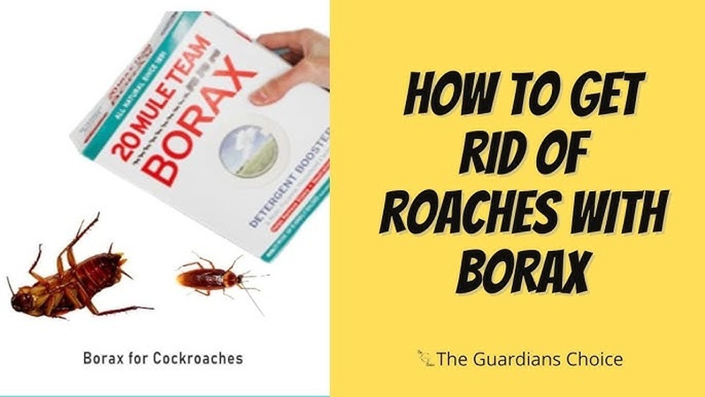Does Borax Kill Cockroaches