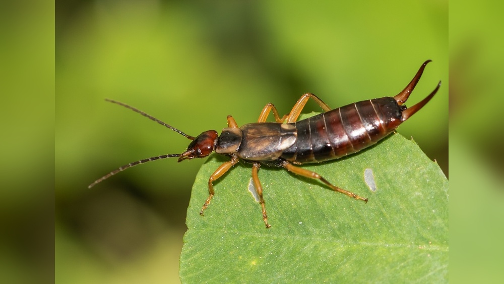 Does Borax Kill Earwigs