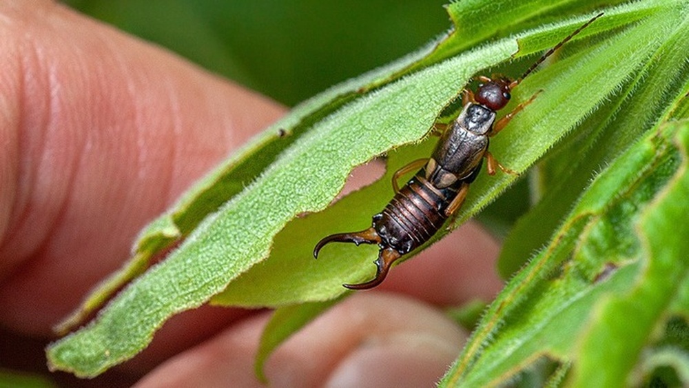 Does Cinnamon Repel Earwigs