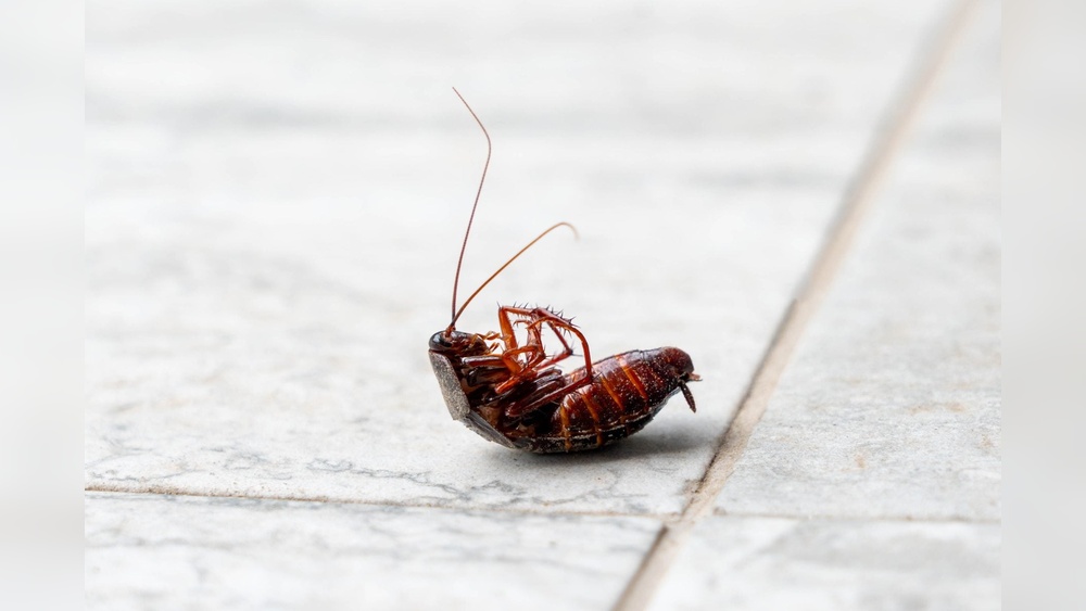 Does Citronella Repel Cockroaches
