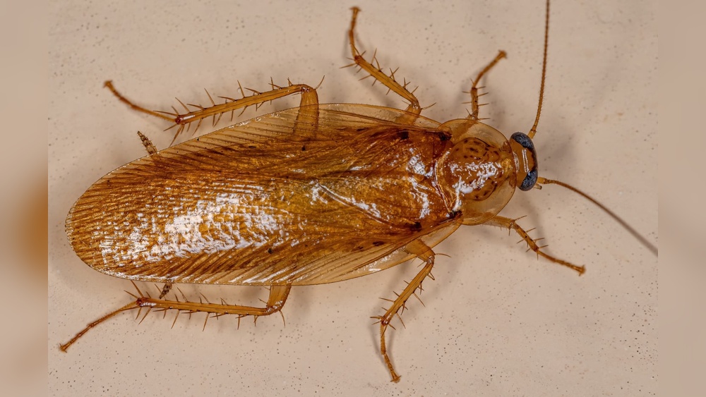 Does Cockroach Eat Wood
