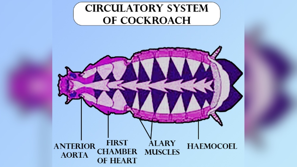 Does Cockroach Have Heart