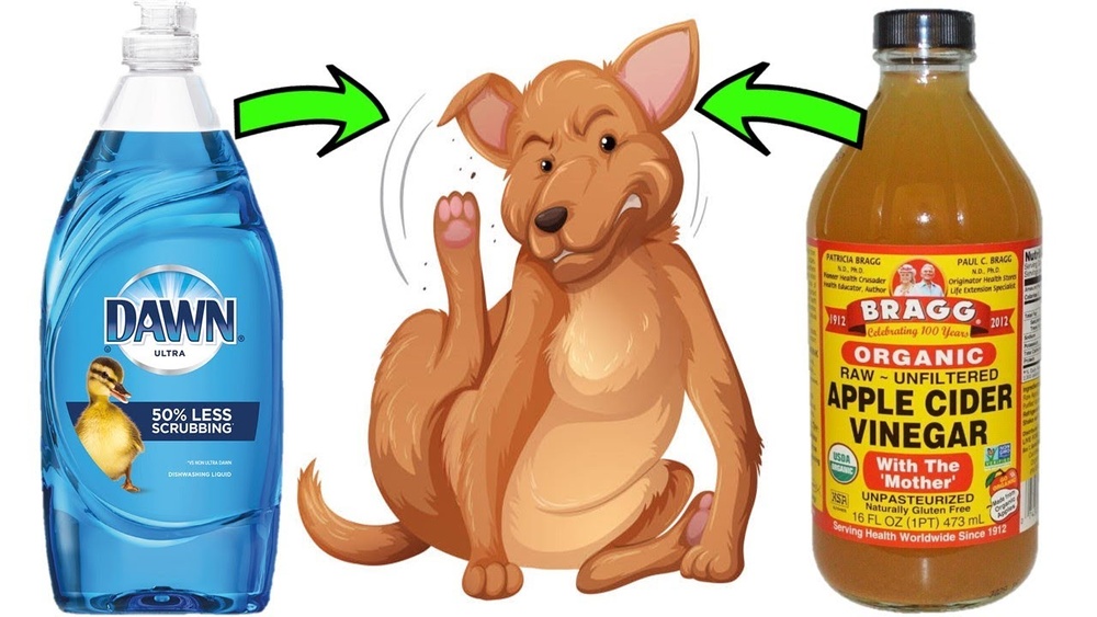 Does Dawn Kill Fleas And Eggs