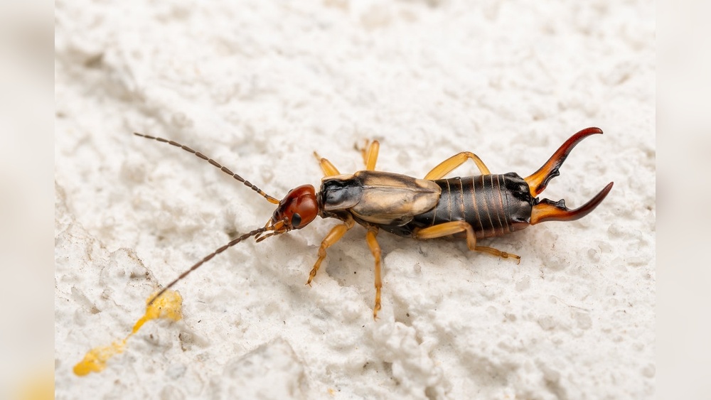 Does Diatomaceous Earth Kill Earwigs