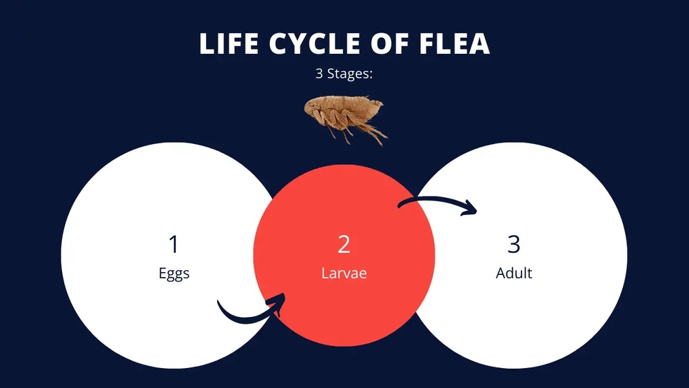 Does Diatomaceous Earth Kill Flea Eggs
