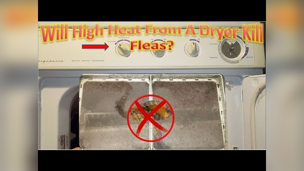 Does Dryer Kill Fleas
