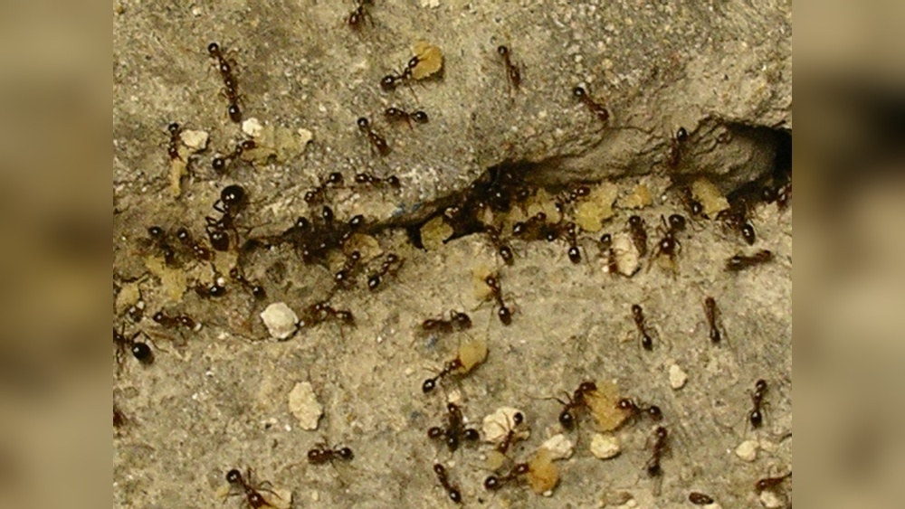 Does Fipronil Kill Fire Ants