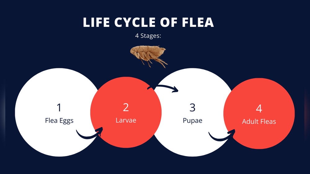 Does Heat Kill Fleas