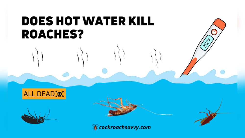 Does Hot Water Kill Cockroaches