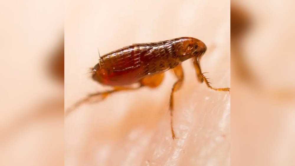 Does Hot Water Kill Fleas