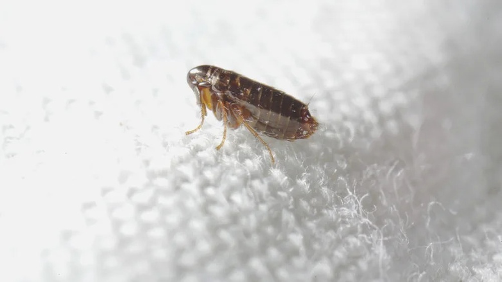 Does Hydrogen Peroxide Kill Fleas