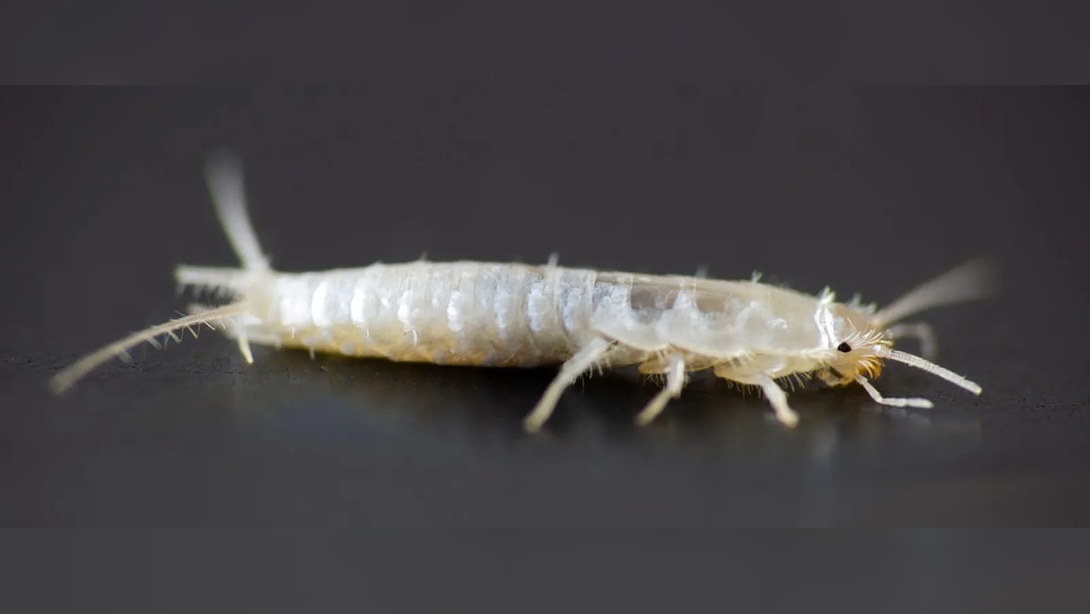 Does Led Lights Attracts Silverfish